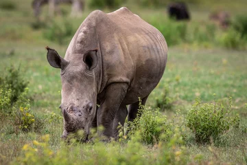 Foto op Plexiglas White rhino grazing in an open plain. © simoneemanphoto