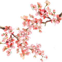 2 apricor branches watercolor on white background illustration for all prints. Greeting card.