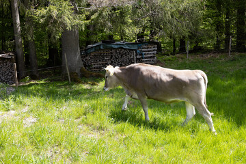 K&uuml;he in den Alpen mit wundersch&ouml;ner Landschaft 