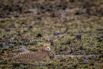 Cheetah mom with cubs in the bush.