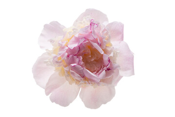 peony flower isolated
