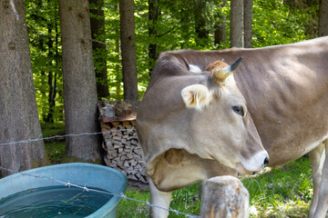 Kühe in den Alpen mit Wiese und Ausblick 