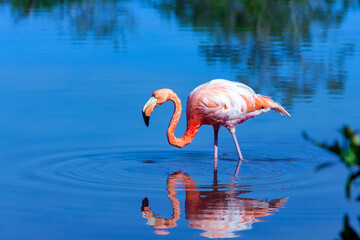 American flamingo - Galapagos Islands