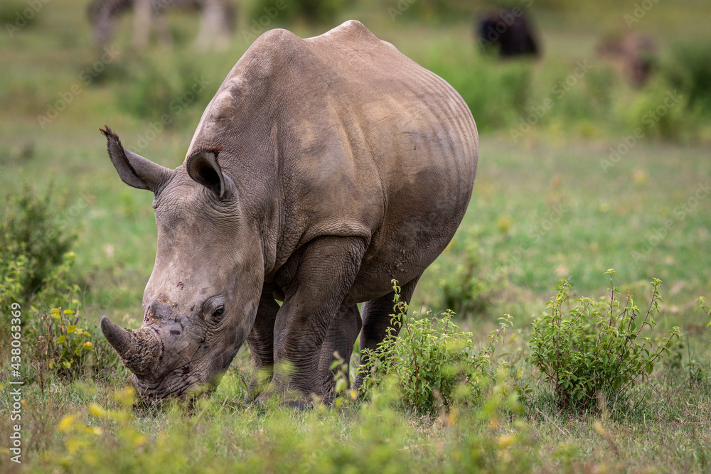 Wall mural white rhino grazing in an open plain.