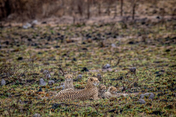 Cheetah mom with cubs in the bush.