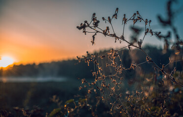 Summer moring among fields