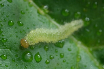 Small green caterpillar walks on a leaf.Close-up shot of a green jelly-like worm walking with many legs. Italy. 