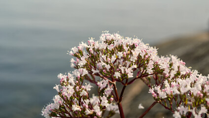 Valeriana officinalis or Valeriana sambucifolia blooming in the shore of southern Finland