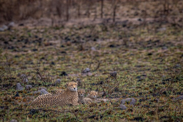 Cheetah mom with cubs in the bush.