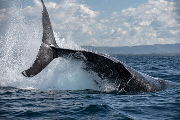 Fototapeta premium Humpback whale tail slapping in the Cape Byron Marine Park off Byron Bay, New South Whales