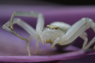 Beautiful white spider on a purple flower.Close-up shot also showing the ocelli (Eyes) of the cute...