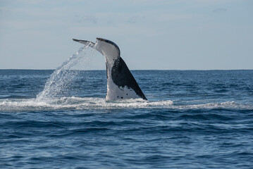 Humpback whale tail slapping in the Cape Byron Marine Park off Byron Bay, New South Whales