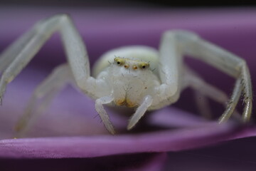 Beautiful white spider on a purple flower.Close-up shot also showing the ocelli (Eyes) of the cute little spider. Italy. 