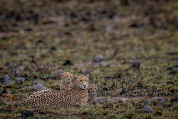 Cheetah mom with cubs in the bush.