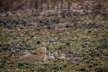 Cheetah mom with cubs in the bush.