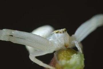 White spider on the petiole of a leaf.Close-up shot. Small spider with a white hairy body and legs....
