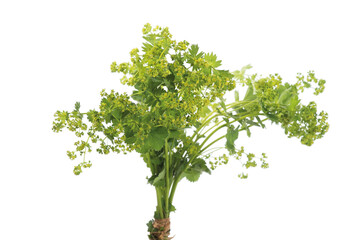 Lady's Mantle leaves isolated on white background. Herbal tea. (Alchemilla mollis) © Andris Tkachenko