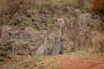 Cheetah mom with cubs in the bush.