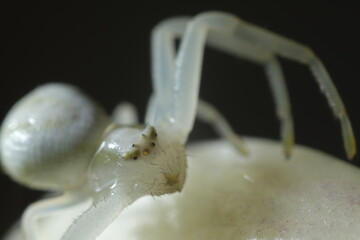 White spider on the petals of a flower.Close-up shot. Small spider with a white hairy body and...