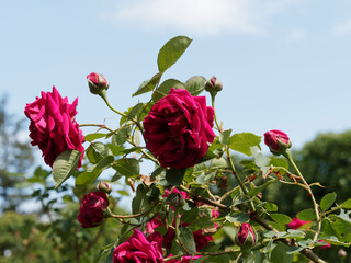 Rosenstrauch 'Hugh Dickson' oder Rosa bifera und edle Blüten mit farbpalette von rosa bis samtig...