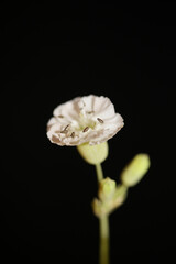 White small flower blossom close up background botanical high quality big size print