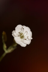 White small flower blossom close up background botanical high quality big size print