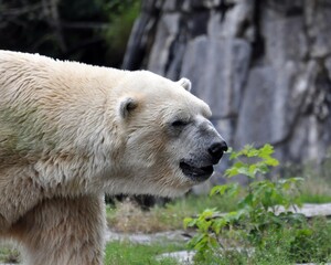 Eisbär