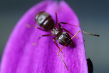 Ant on a purple red flower petal.Close up shot of a very zoomed small ant. Italy. 