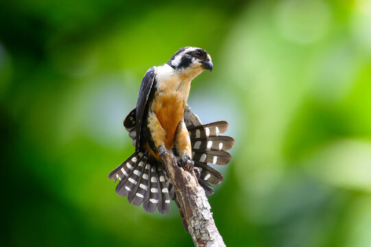 Black-thighed Falconet or Malay Falconet is perched on a branch, green background