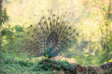 Obraz premium A beautiful male peacock is dancing, Green Peafowl