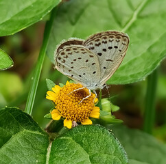 butterfly on a flower