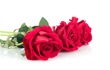 Red rose on white background