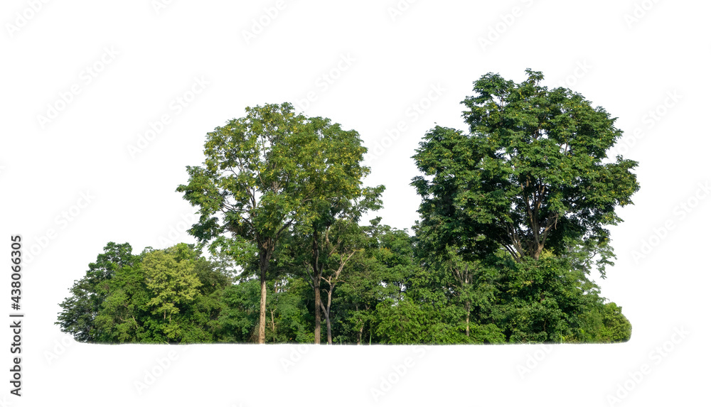 Aufkleber green trees isolated on white background. are forest and foliage in summer for both printing and web