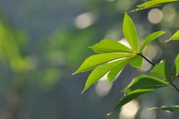 Close up of cassava leaves with bokeh background