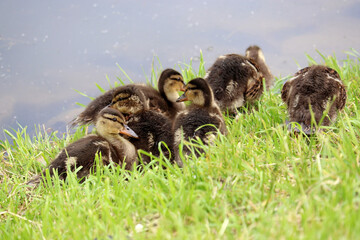 Mallard ducklings sitting in a green grass. Baby birds at summer lake