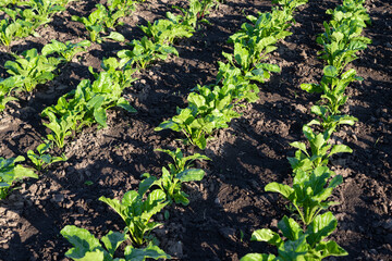 beet growing on a farm