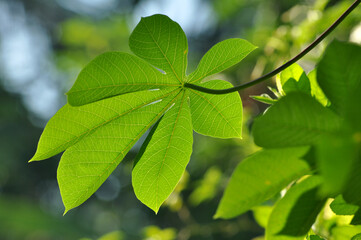 Fototapeta na wymiar Close up of cassava leaves with bokeh background