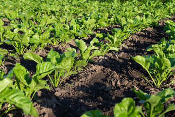 beet growing on a farm