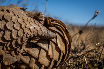 Ground pangolin rolling up in the grass.