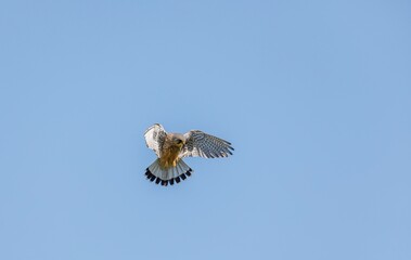 Kestrel