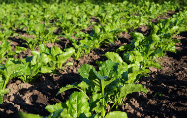 beet growing on a farm