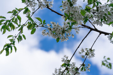 cherry blossoms on the background of a blue sky with clouds