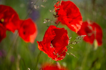 Poppy, Papaver rhoeas, buttercups (Ranunculales) in field