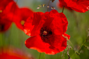 Fototapeta premium Poppy, Papaver rhoeas, buttercups (Ranunculales) in field