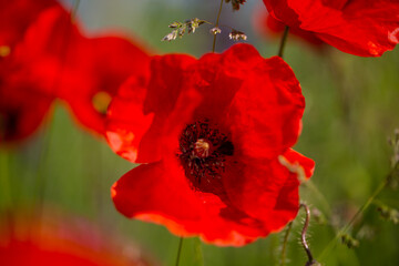 Poppy, Papaver rhoeas, buttercups (Ranunculales) in field