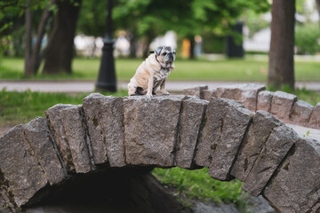 a pug dog sits on a stone bridge in a park 