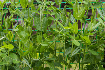 green peas growing on the farm