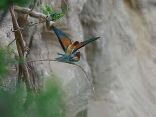 Bee Eater Merops Apiaster in the nationalpark Seewinkel in Austria
