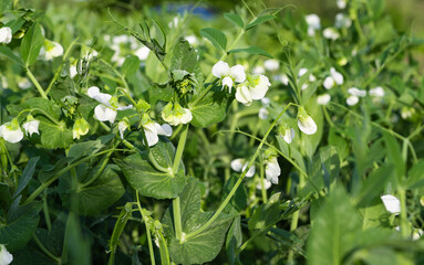 Obraz premium green peas growing on the farm