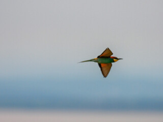 Bee Eater Merops Apiaster in the nationalpark Seewinkel in Austria